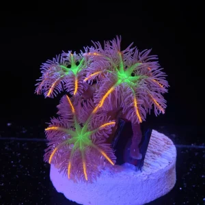 00A1 Clavularia Papaya