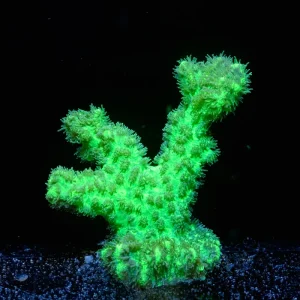 Toxic Green Hydnophora CPE 0031