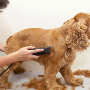 CORTE PERRO MEDIANO (5KG A 15KG)