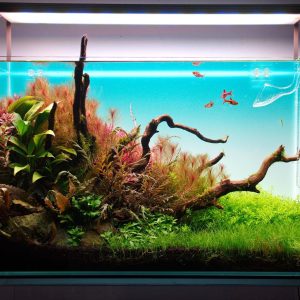 Fondo Backscreen retroiluminado RGB