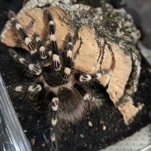 Acanthoscurria geniculata