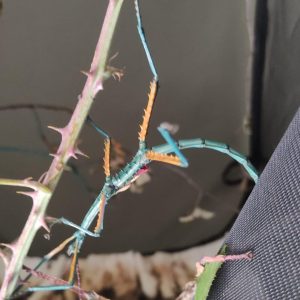 Achrioptera manga (fallax)