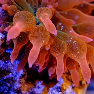 Rainbow Bubble Tip Anémona