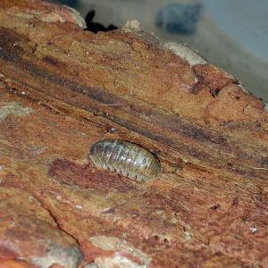 Armadillidium badium “Calico”