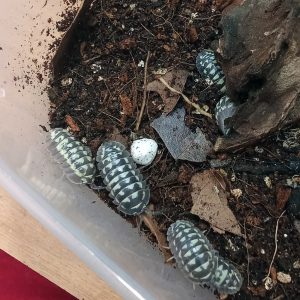 Armadillidium gestroi “White Spotted”