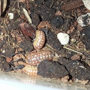 Armadillidium werneri “Orange”