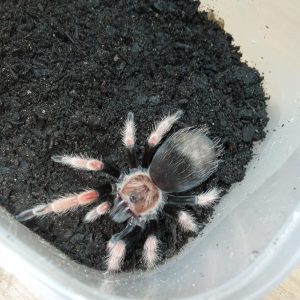 Brachypelma boehmei