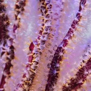 Purple Blade Gorgonian