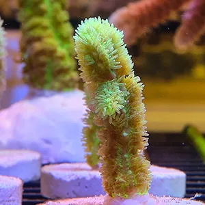 Neon Green Hydnophora