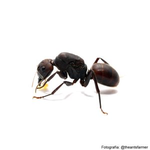 Camponotus misturus (reina)