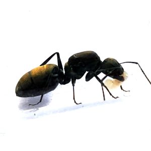 Camponotus chilensis