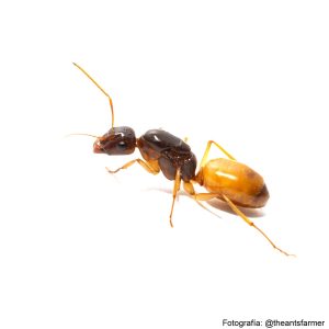 Camponotus fedtschenkoi