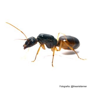 Camponotus fedtschenkoi black (Reina)