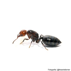 Crematogaster scutellaris