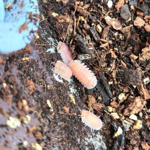 Cubaris “Cherry Blossom”