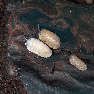 Cubaris murina “Salmon Martinique”