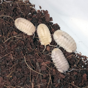 Cubaris sp. “Red Edge Albino – Andaman Pearl”