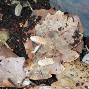 Cubaris sp. ‘Snow Queen’