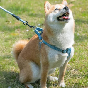 ARNÉS CON CORREA DE CUERDA L