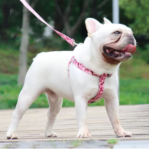 ARNES CON CORREA CINTA ESTAMPADA M