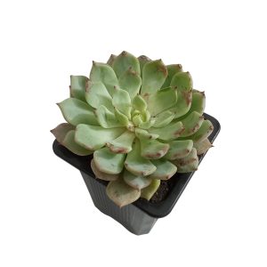 Echeveria Pulidonis