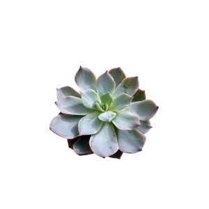 Echeveria desmetiana