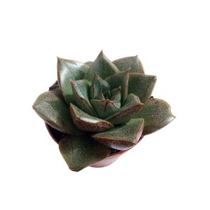 Echeveria purpusorum
