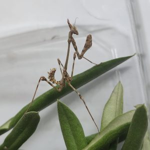 Empusa hedenborgii