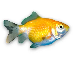 Escama de Perla Naranja