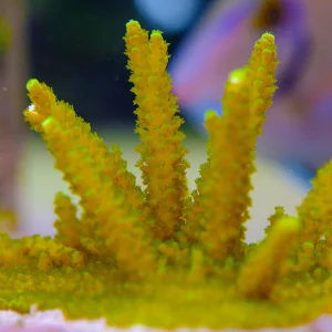 Fiji Acropora CPE 0018