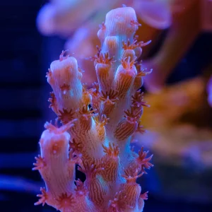 03-A9 Fiji Acropora
