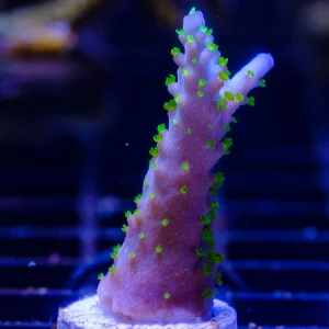 03-A3 Secale TriColor Acropora