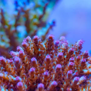 Fiji Acropora CPE 0012