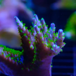 Secale TriColor Acropora