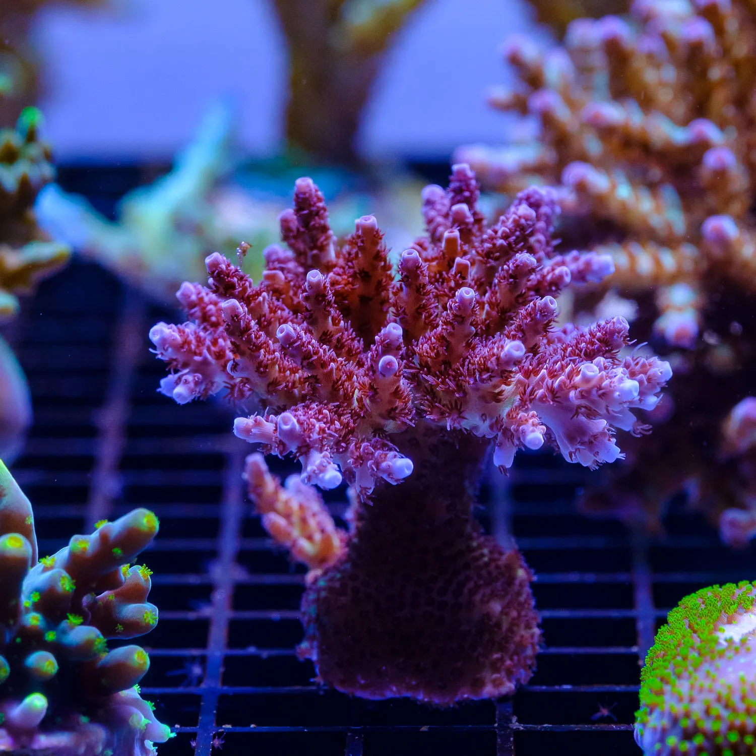 03-A6 Fiji Acropora - Imagen 2
