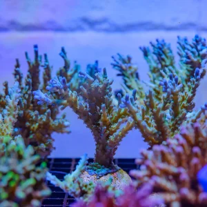 Fiji Acropora CPE 0014