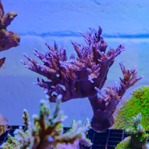 Fiji Acropora CPE 0015