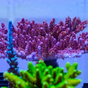 Fiji Acropora CPE 0016
