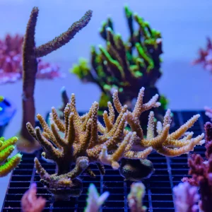 Fiji Acropora CPE 0017
