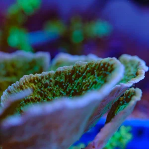 Monti verde CPE 0021