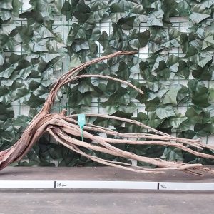 Raiz Jarilla Nacional L 1004