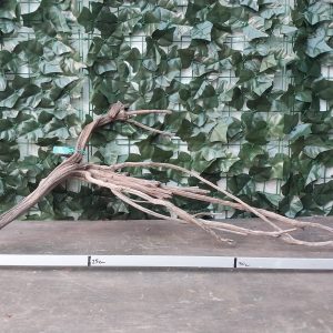 Raiz Jarilla Nacional L 1009