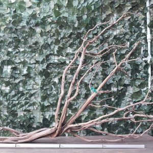 Raiz Jarilla Nacional XXL 1008