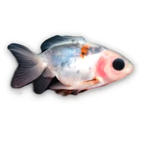 Goldfish Cálico