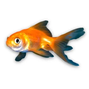 Goldfish Naranja