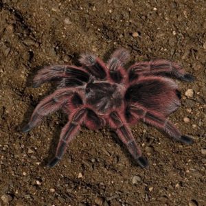 Grammostola rosea “Red”