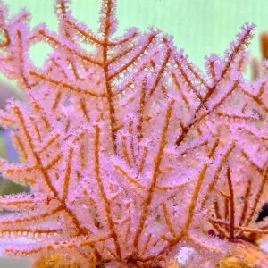 Grube’s Gorgonian
