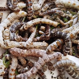 Gusanos de Seda (Bombyx mori)