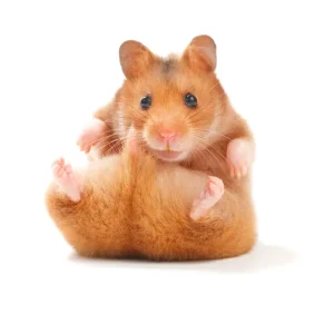 Hámster Americano
