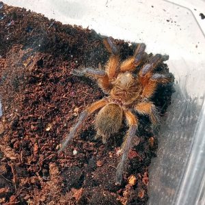 Harpactira pulchripes